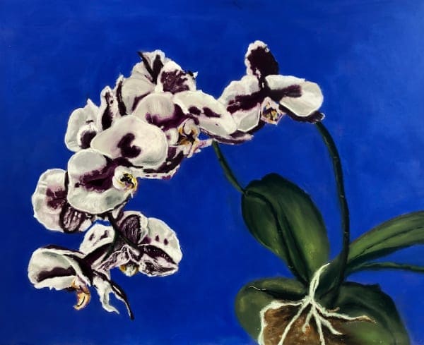 Heather's Orchids II by Jane D. Steelman 