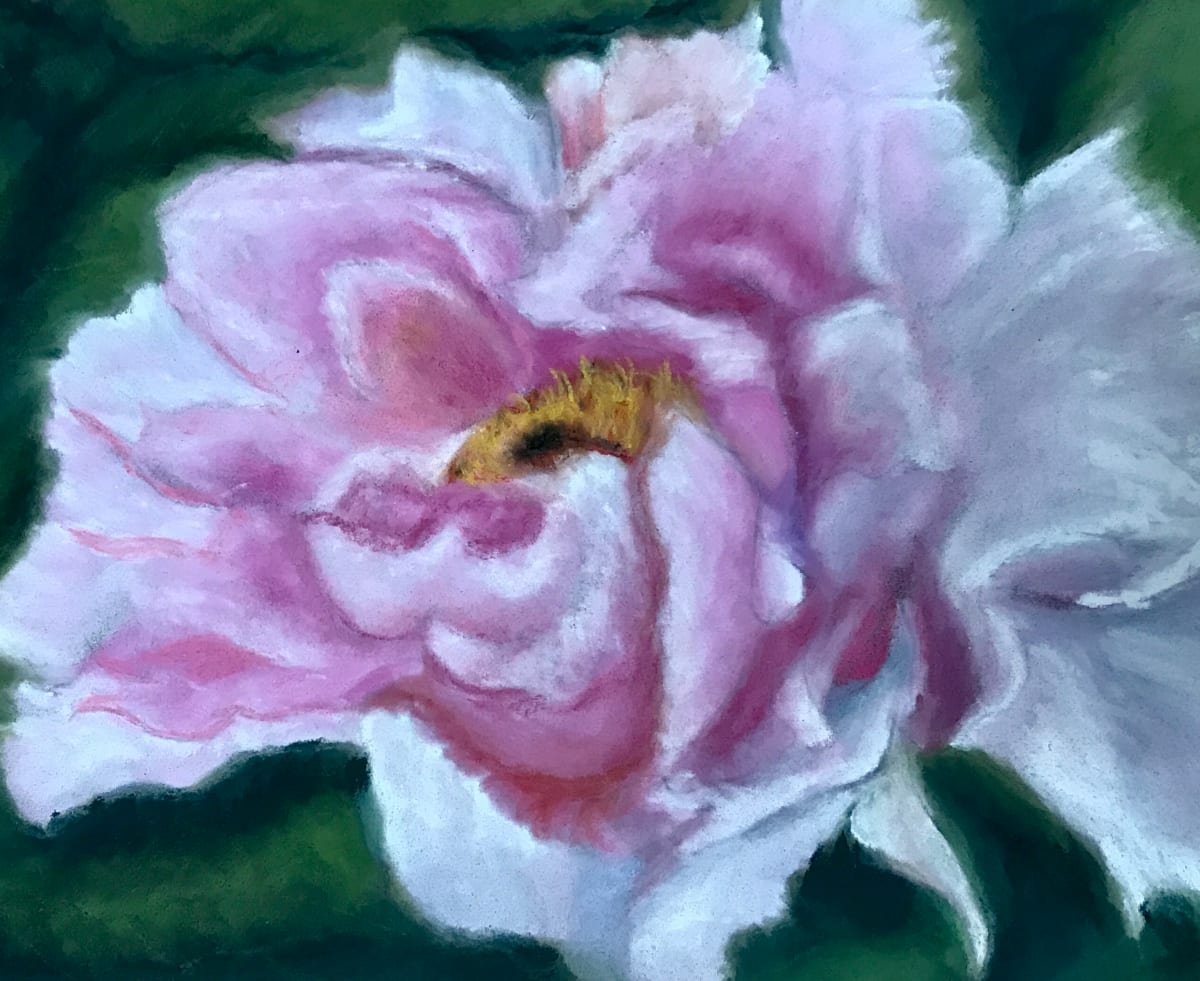 Pink Peony by Jane D. Steelman 