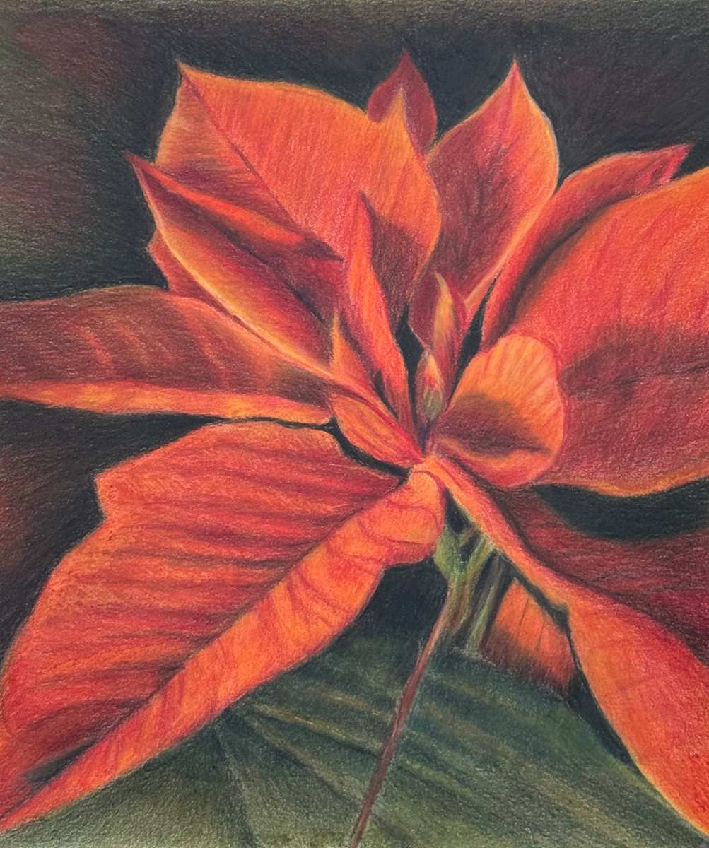 Red Poinsettia by Jane D. Steelman 
