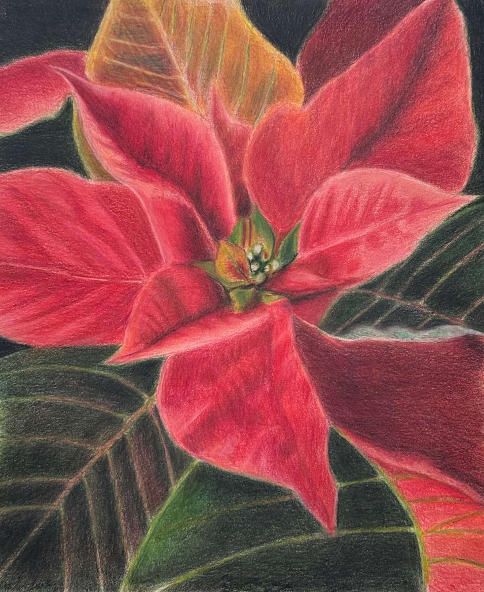 Turning Poinsettia by Jane D. Steelman 