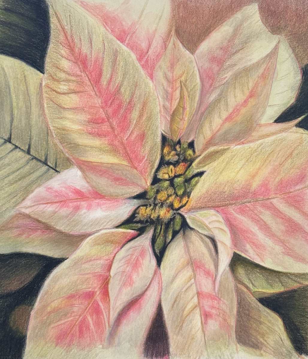 White Poinsettia by Jane D. Steelman 