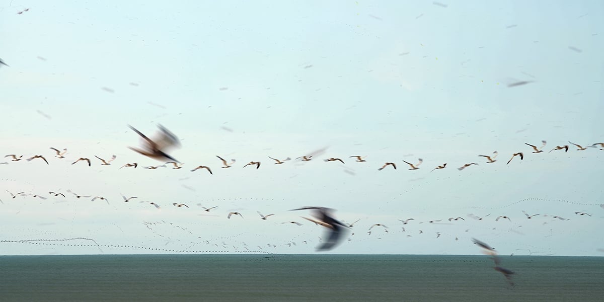 Flight Patterns, Image 1.