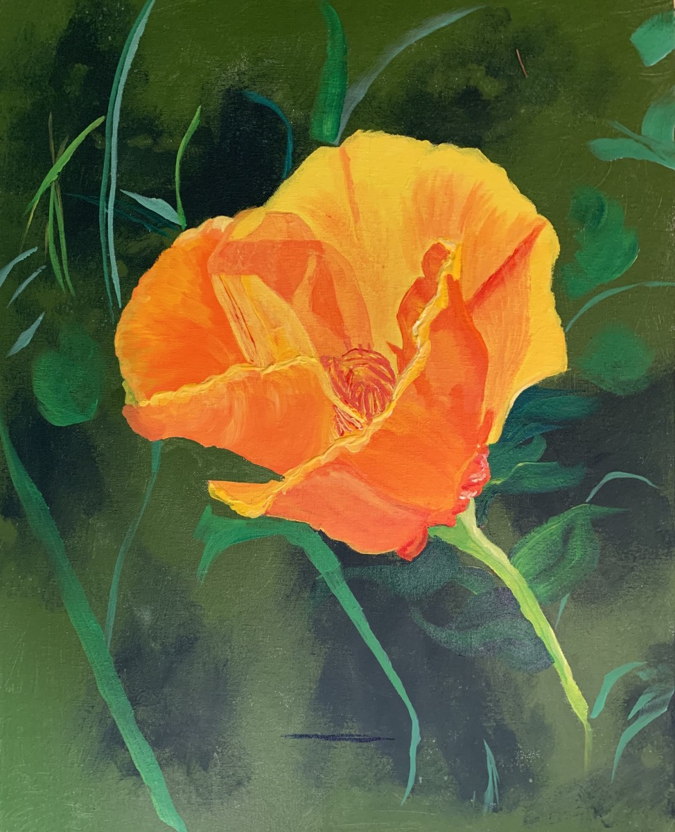 California Poppy by Deborah A. Berlin 