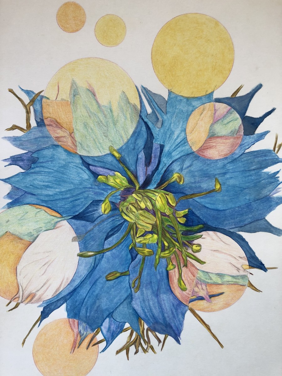 Nigella 4 by Deborah A. Berlin 