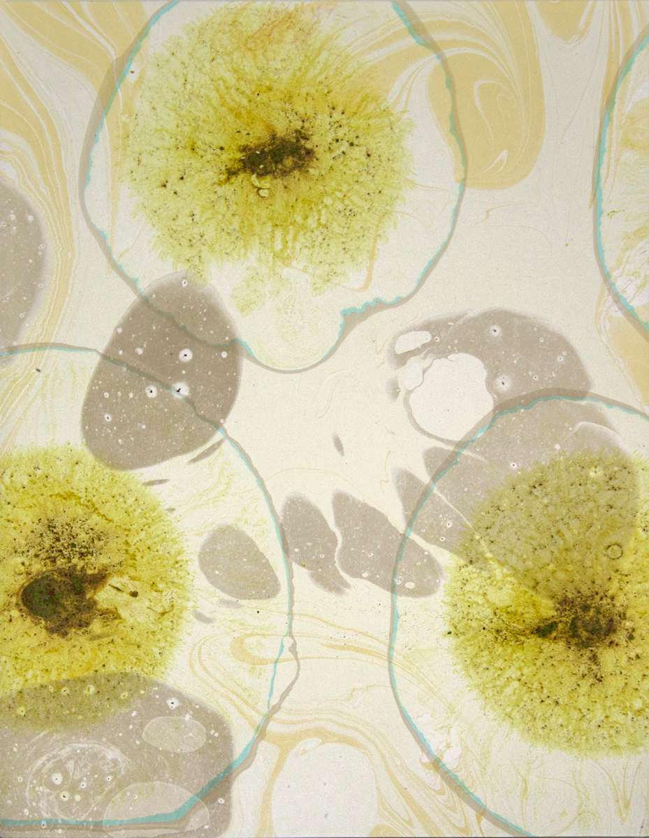 Aquatic Floater Samples 2 by Keith Garubba, Image 1.