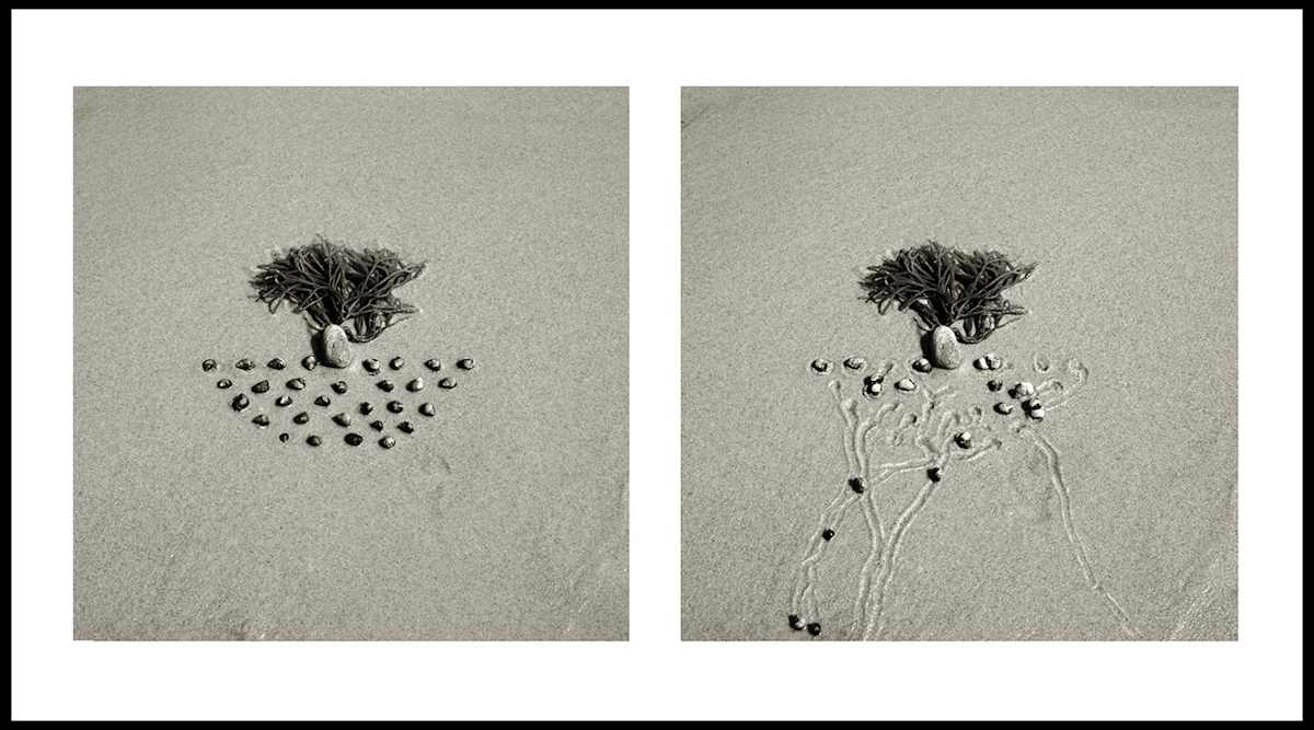 17 min. Snail Drawing w/Kelp by Daniel Ranalli, Image 1.