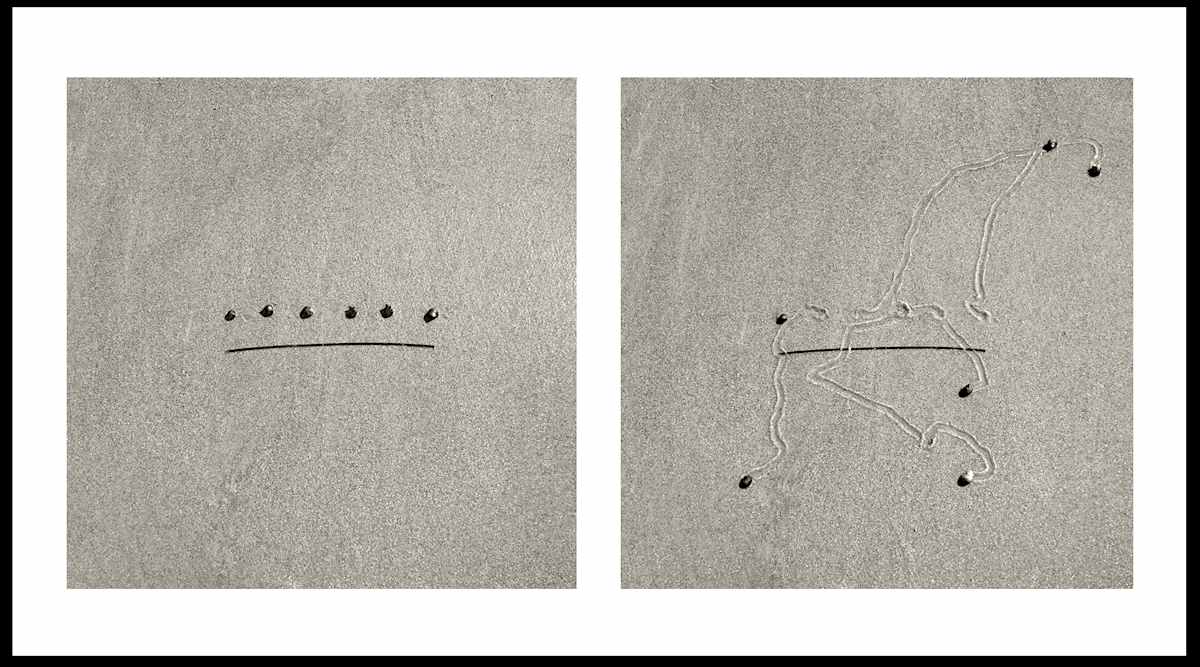 Snail Drawing: Six w/ Eel Grass by Daniel Ranalli, Image 1.