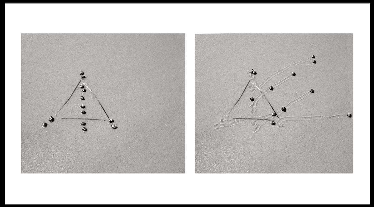 Snail Drawing: Eel Grass Triangle by Daniel Ranalli 