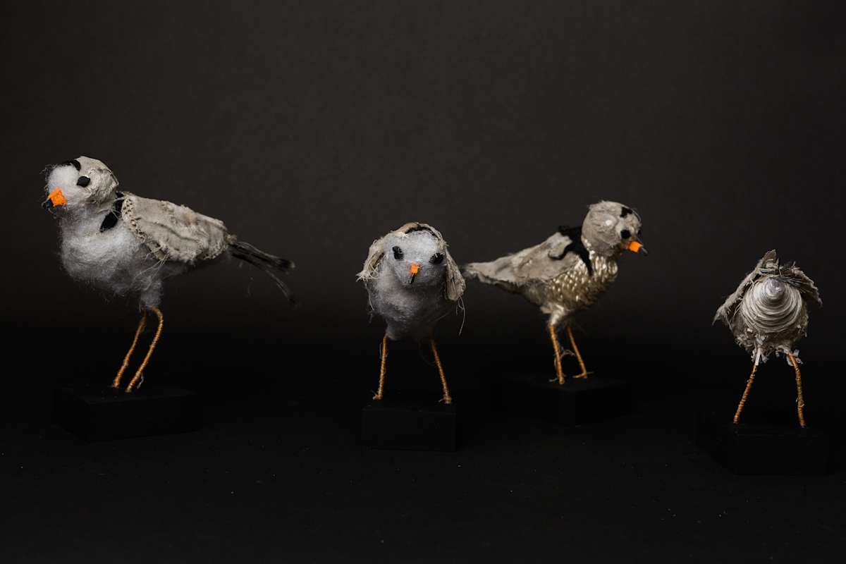 Piping Plover by Cindy Pease Roe 