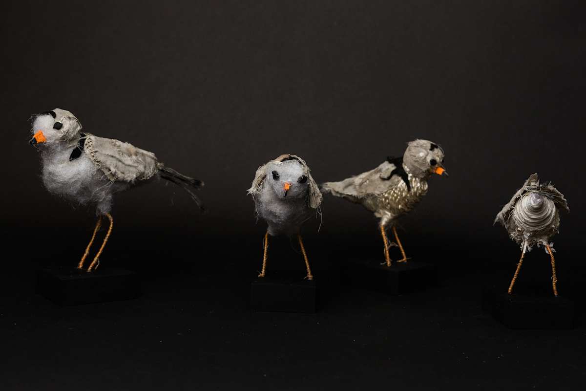 Piping Plover by Cindy Pease Roe, Image 10.