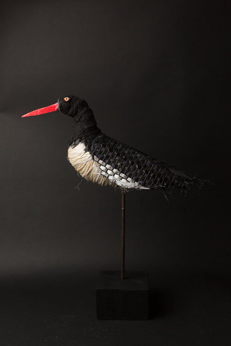 American Oyster Catcher by Cindy Pease Roe 