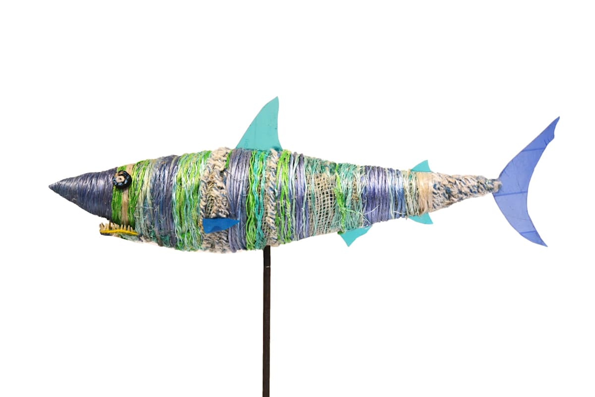 Cutie Shark, Image 1.