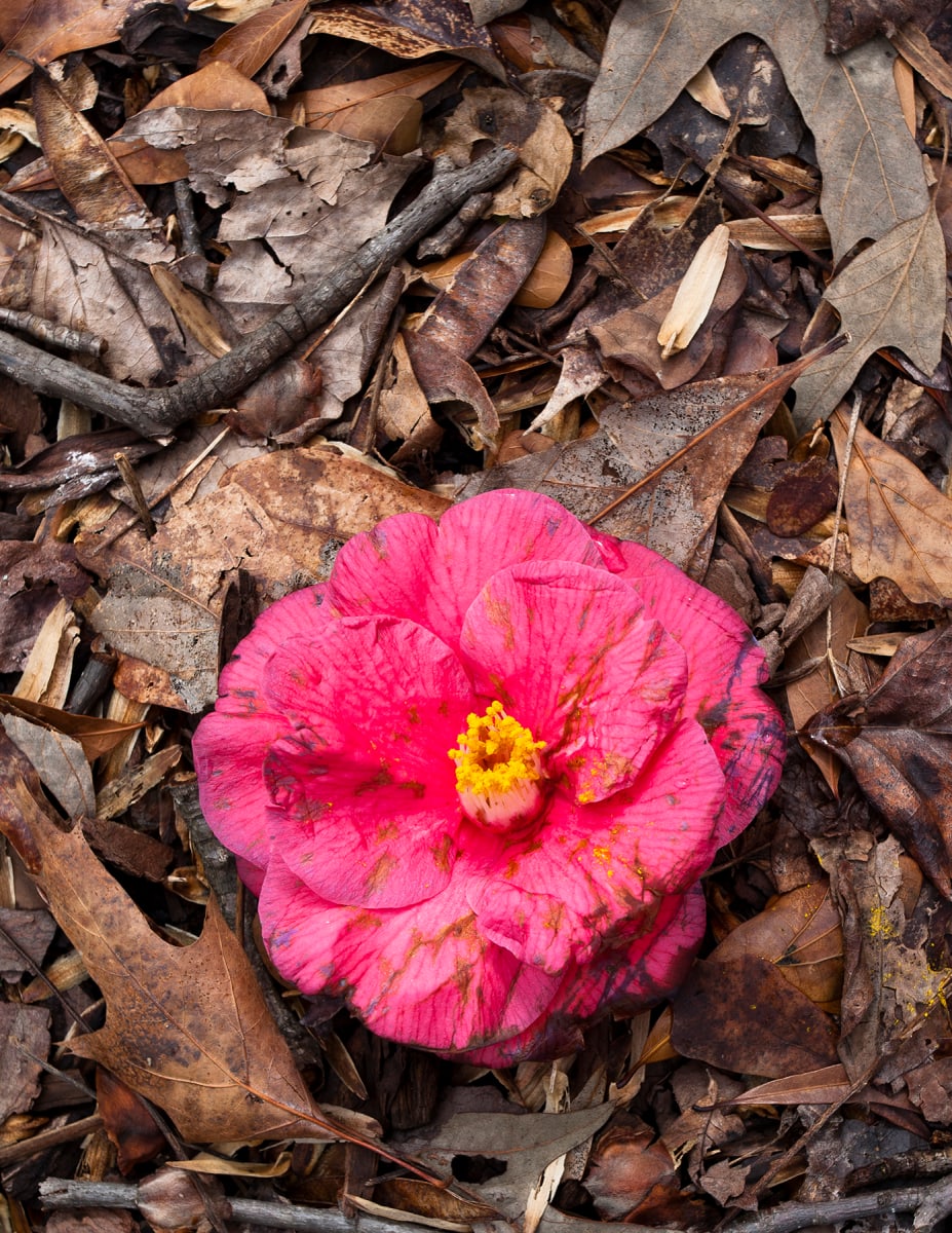 Still Life: Camillia, Found 