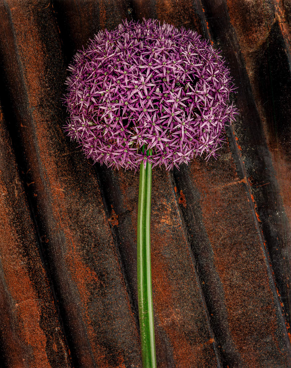 Still Life: Allium 1, Image 1.