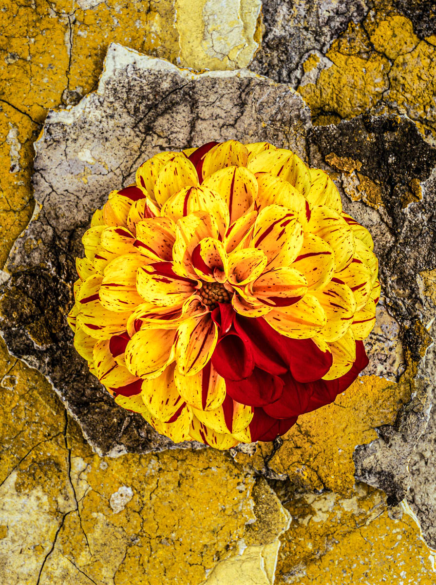 Still Life: Dahlia Bearded by Bernard C. Meyers 