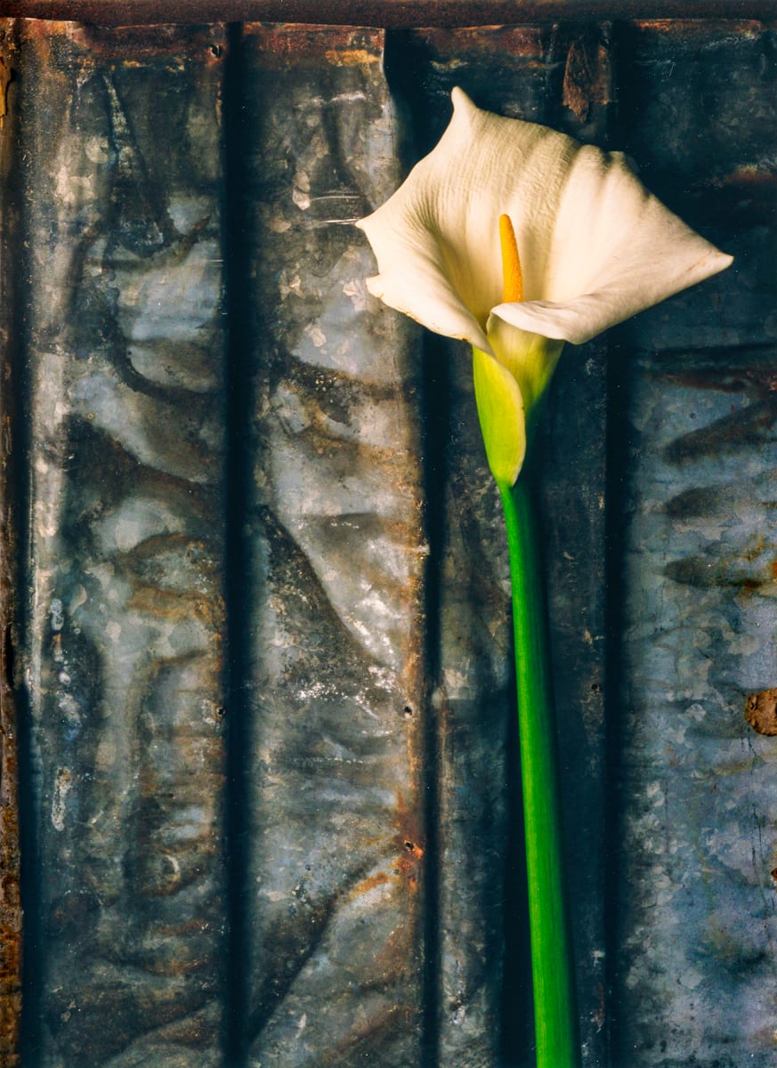 Still Life: Calla Lily 3 