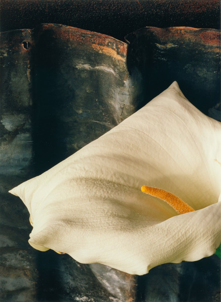 Still Life: Calla lily 4 