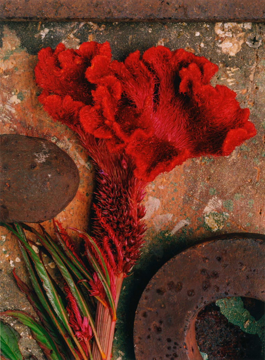 Still Life: Celosia Cockscomb 