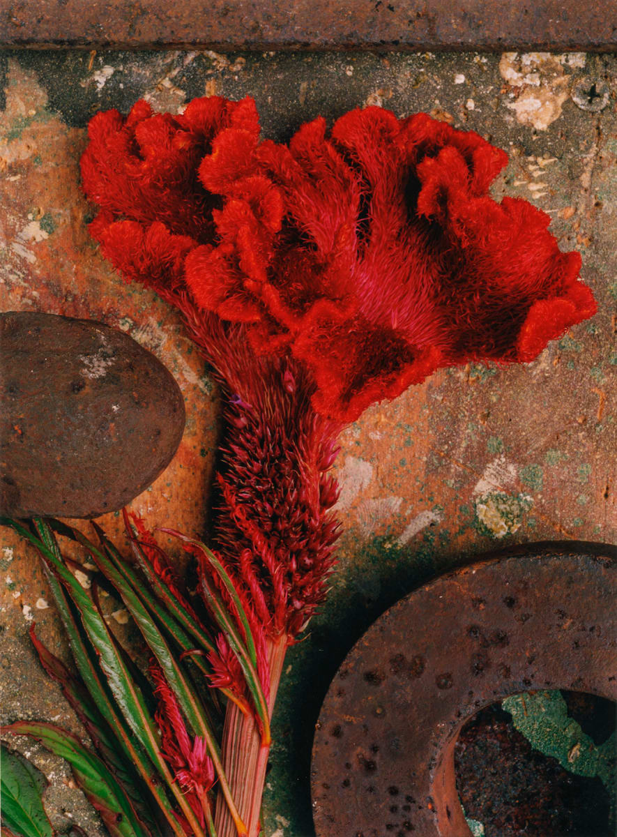 Still Life: Celosia Cockscomb, Image 1.