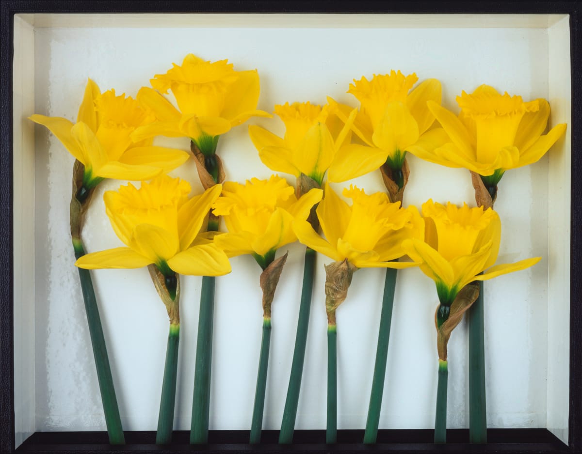 Still Life: Daffidils 1 