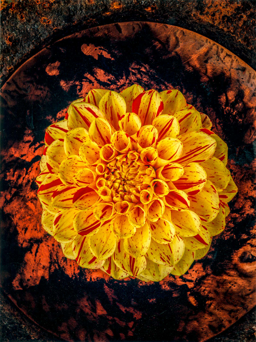 Still Life: Dahlia 3 