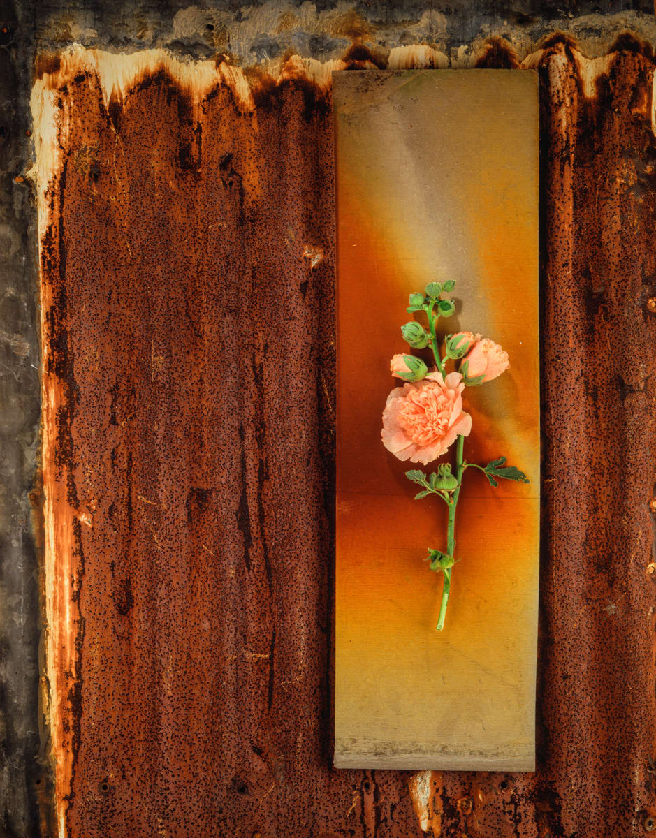 Still Life: Hollyhock 1 