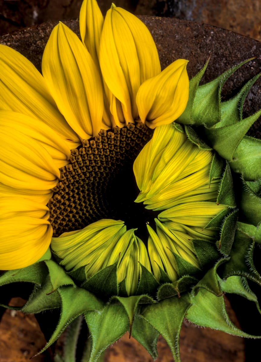 Sunflower Opening 1a, Image 1.