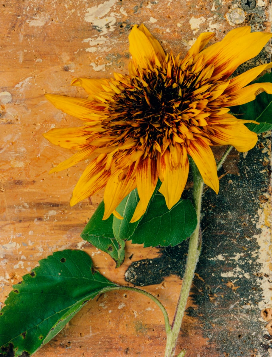 Sunflower Joker by Bernard C. Meyers 