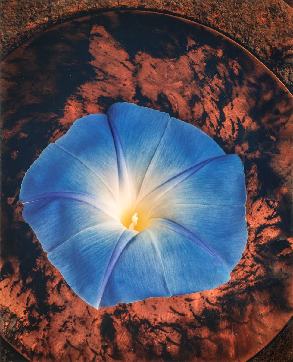 Still Life: Morning Glory by Bernard C. Meyers 