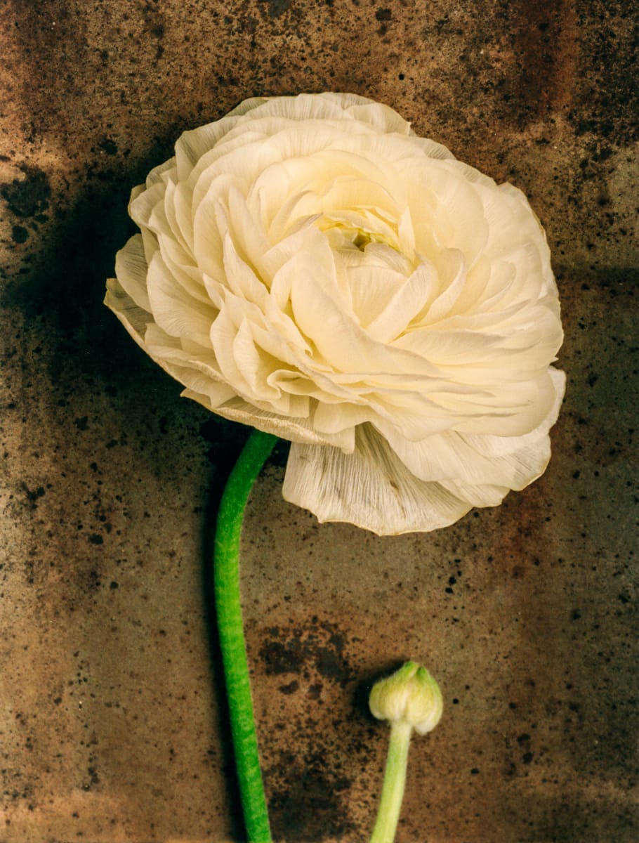 Still Life: Ranunculus by Bernard C. Meyers 