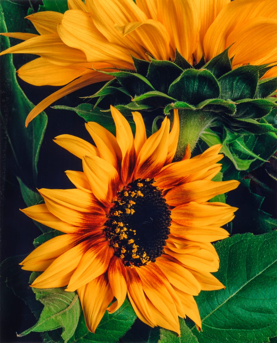 Sunflower 7 by Bernard C. Meyers 