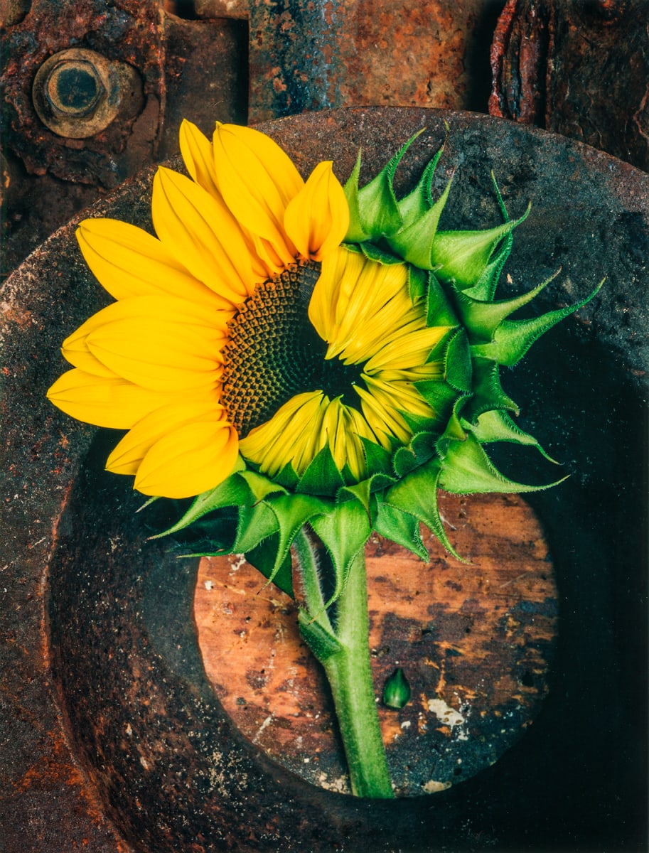 Sunflower Opening 2 