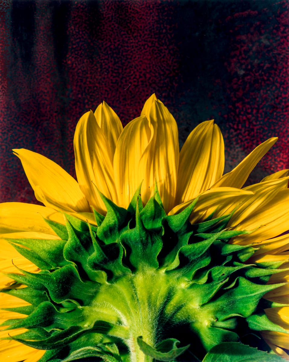 Sunflower Back 2 by Bernard C. Meyers 