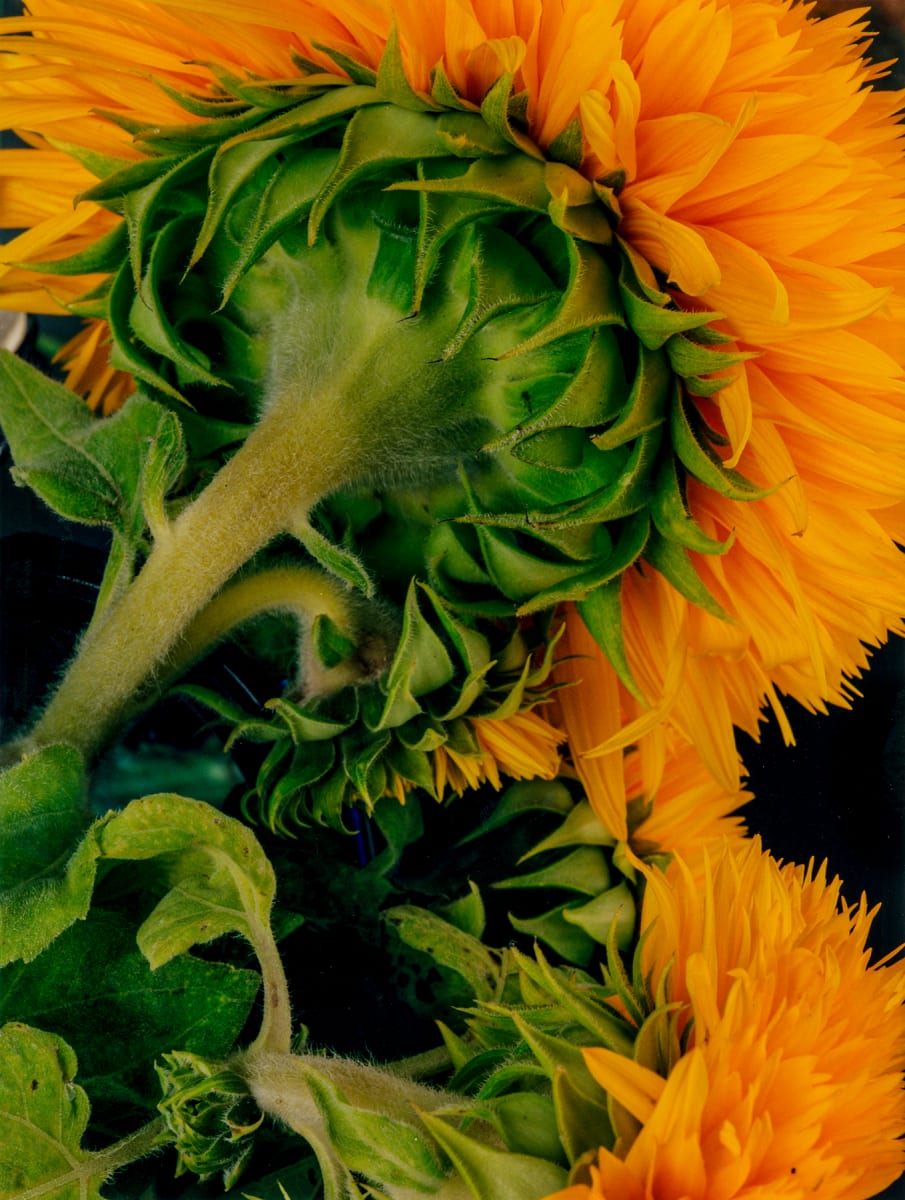 Sunflower Sungold 4 by Bernard C. Meyers 