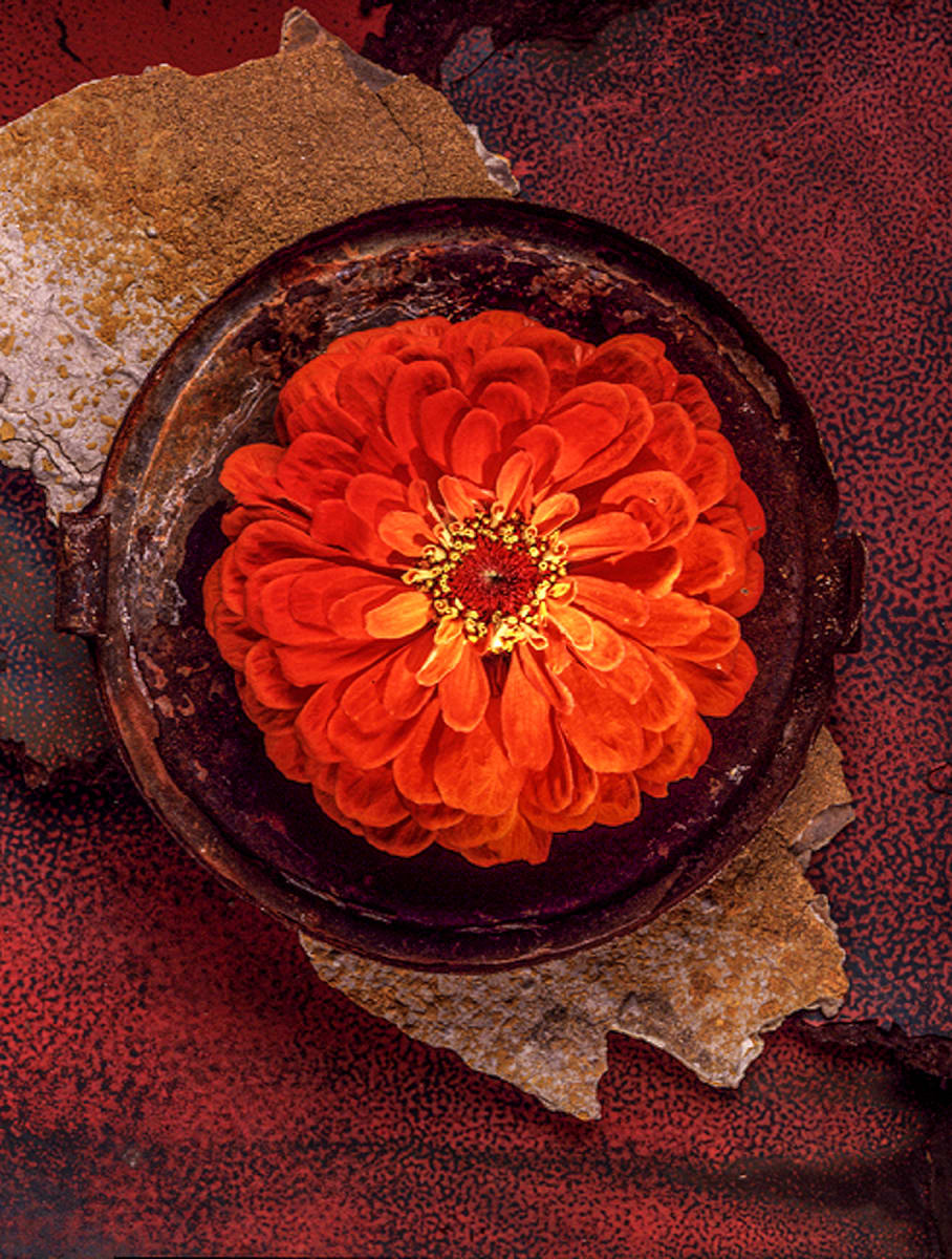 Still Life: Zinnia 645 