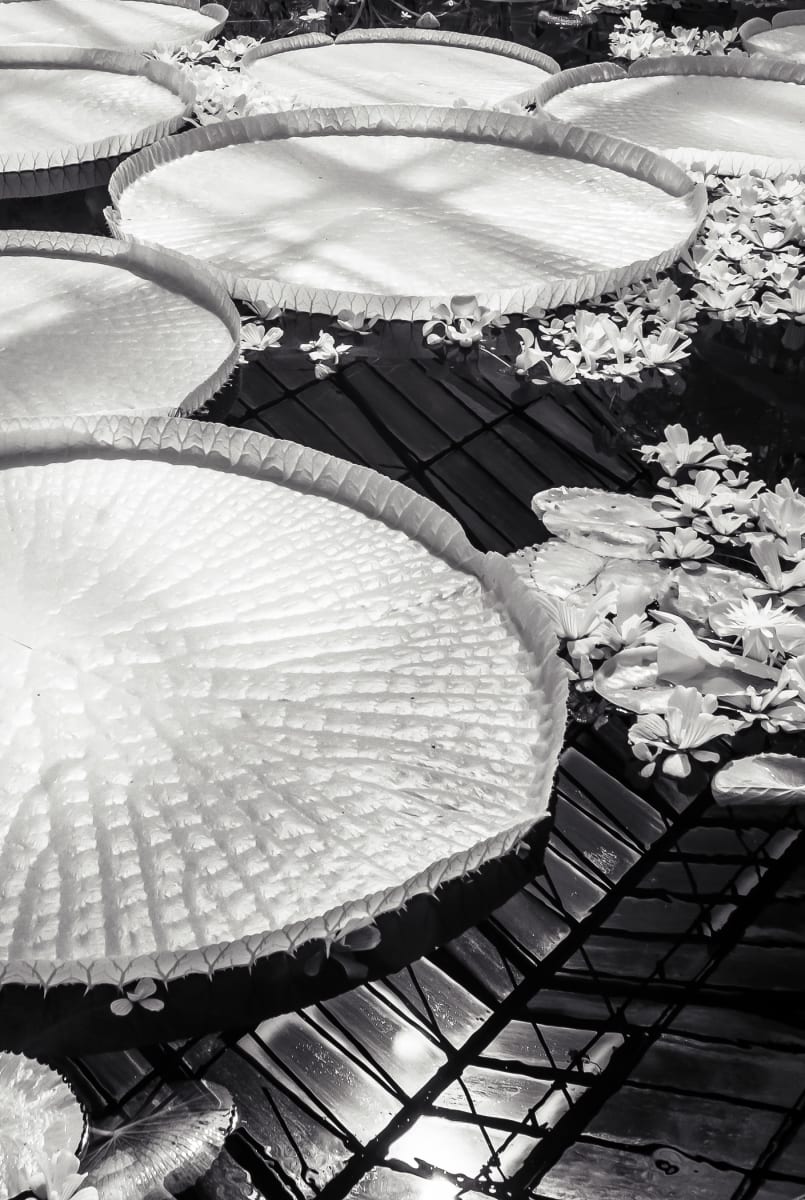 Between Worlds: Victoria Amazonica by Bernard C. Meyers, Image 1.