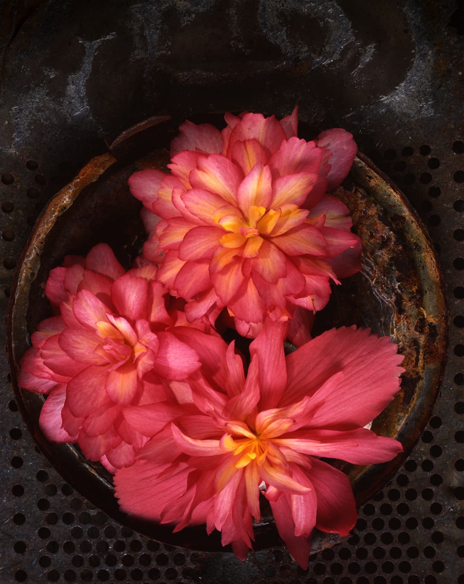 Still Life: Begonia Triplet by Bernard C. Meyers 