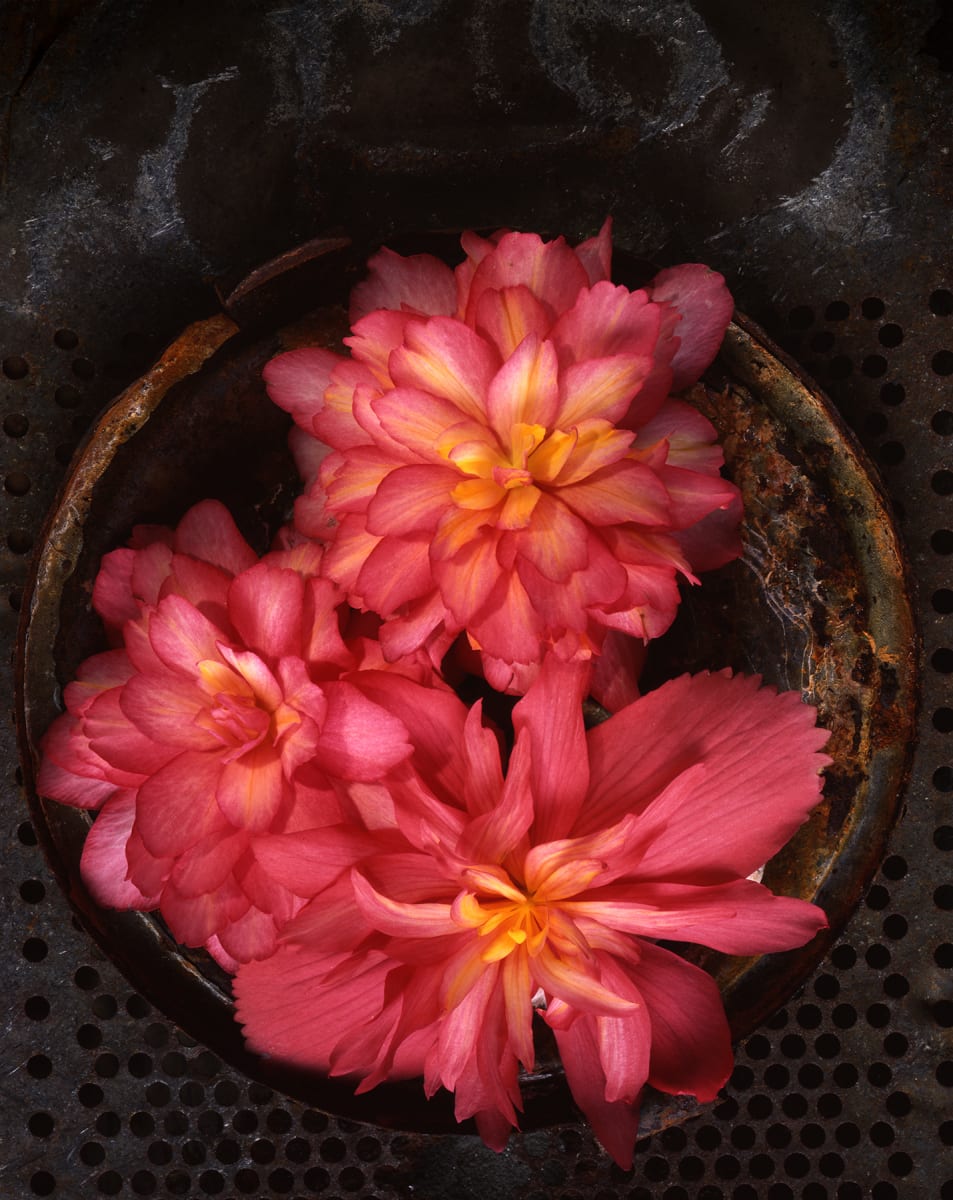 Still Life: Begonia Triplet 