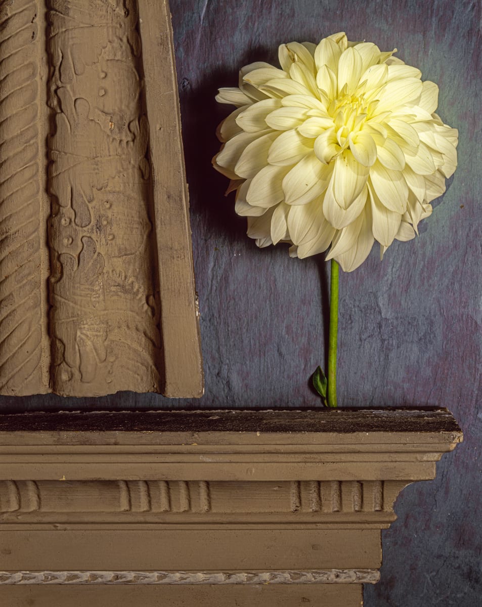 Still Life: Dahlia 2 