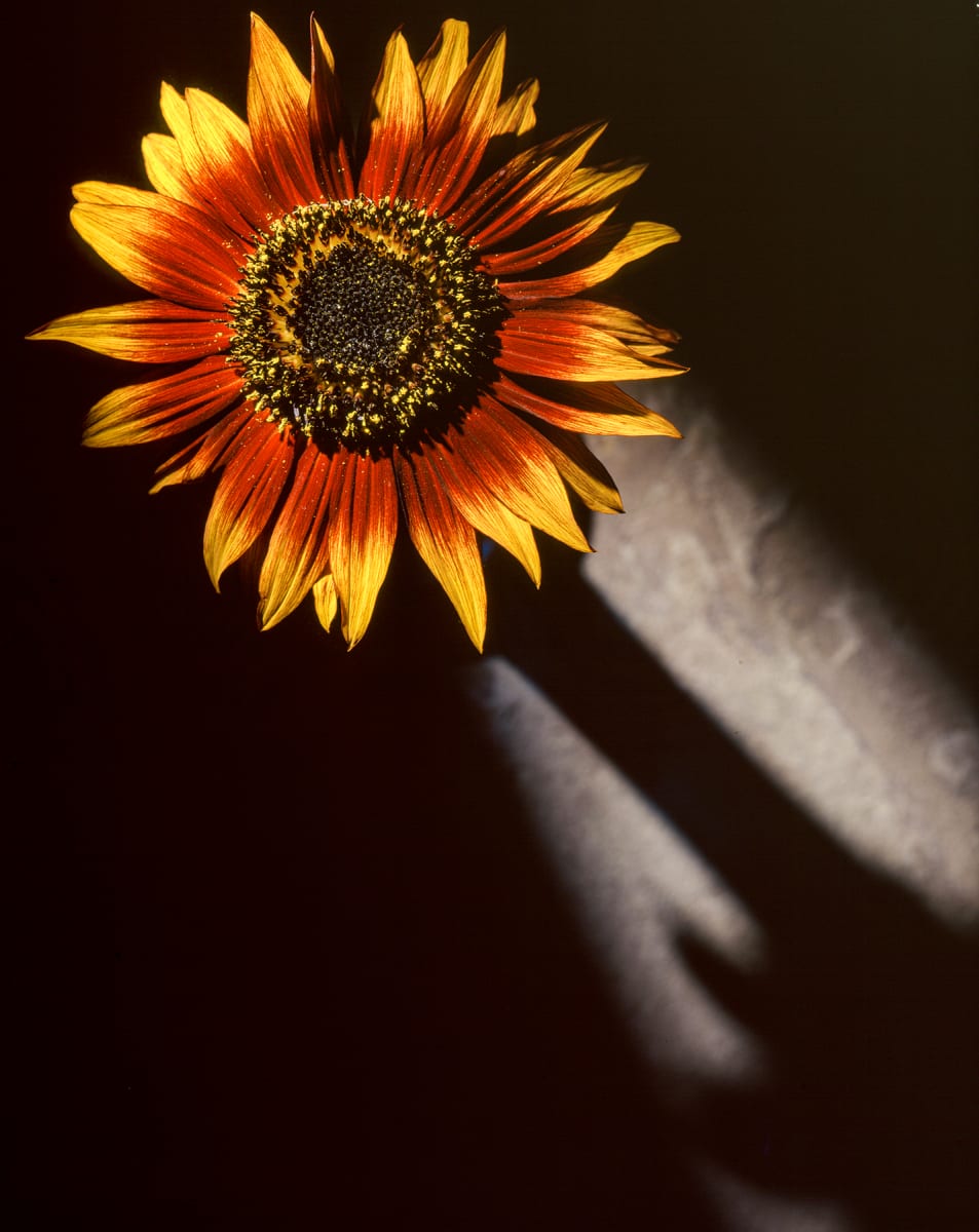 Sunflower Shadow by Bernard C. Meyers 