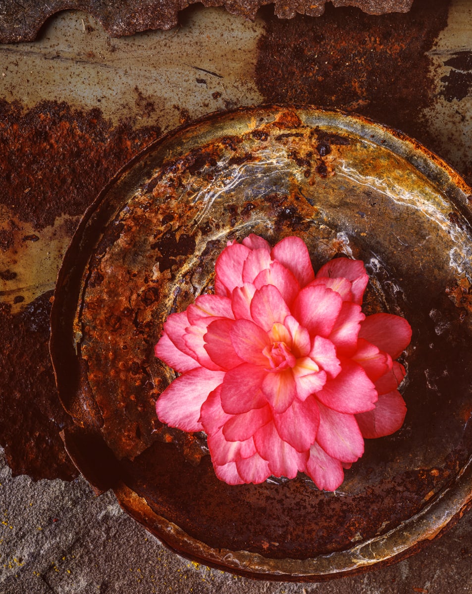 Still Life: Begonia 2 