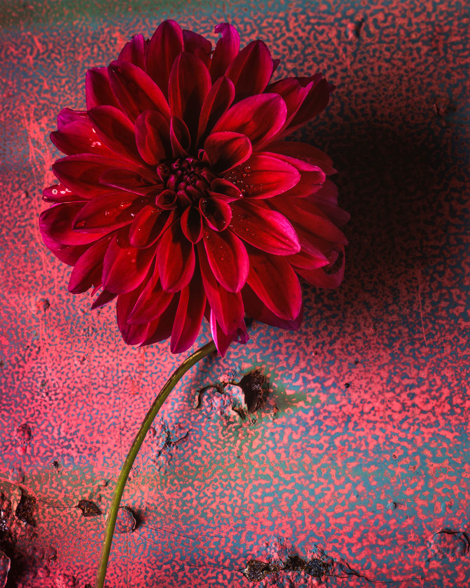 Still Life: Dahlia 1 