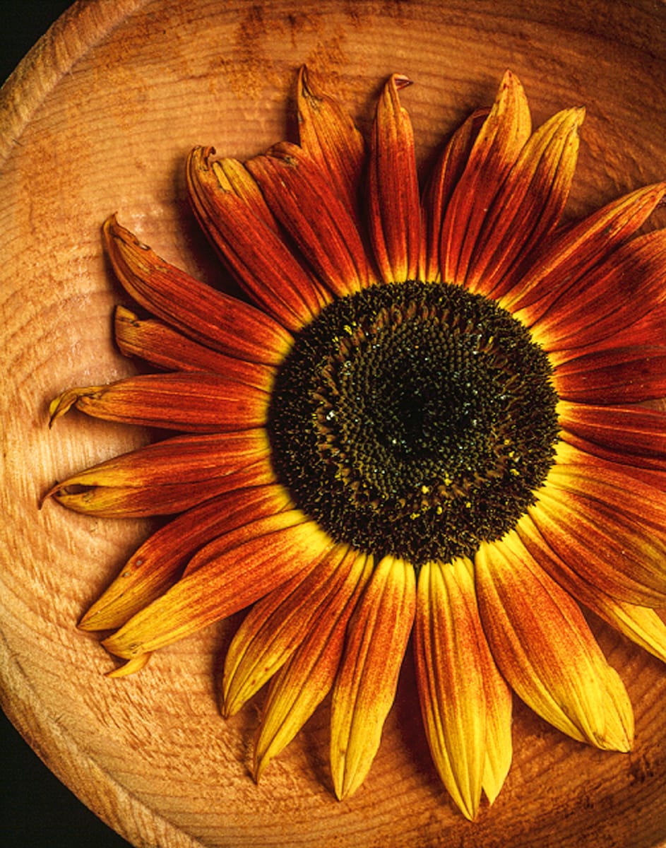 Sunflower with Cherry Bowl by Bernard C. Meyers 