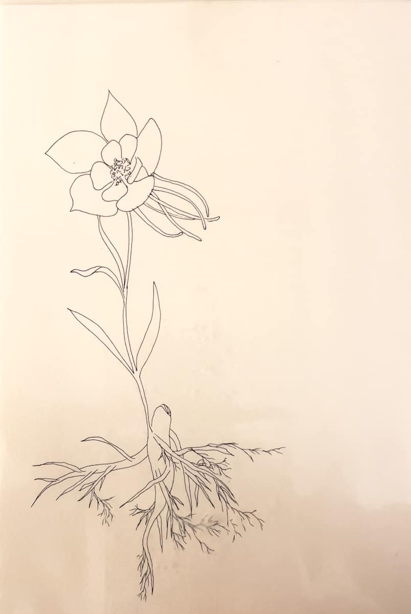 Columbine by Daniela Matchael, Image 1.