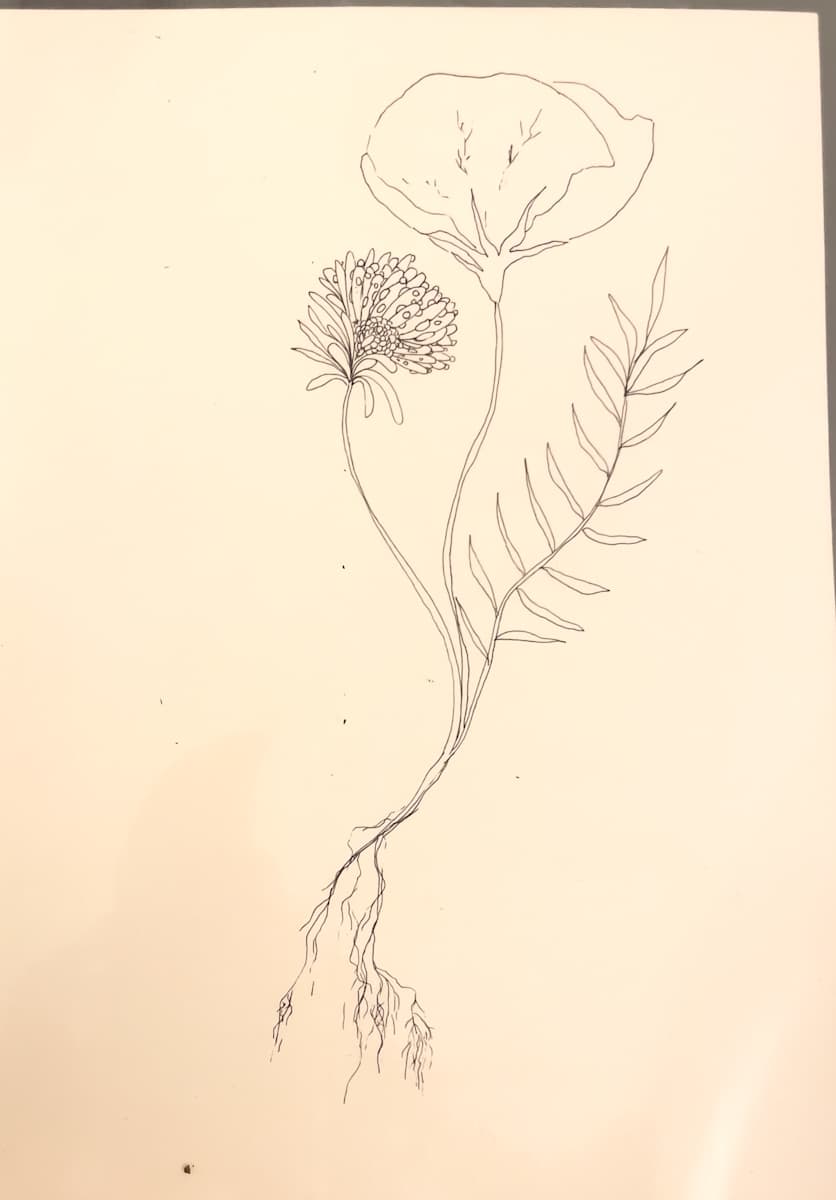Poppy by Daniela Matchael 