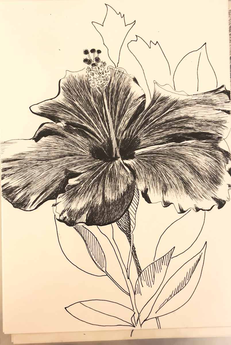 Hibiscus by Daniela Matchael 