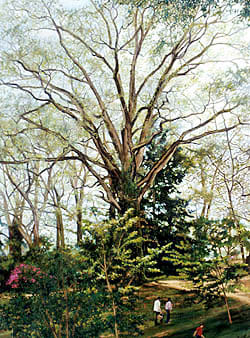 Tree in Spring by Frank Wright, Image 1.