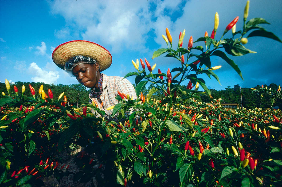 Avery Island Tabasco Picker by Philip Gould, Image 2.