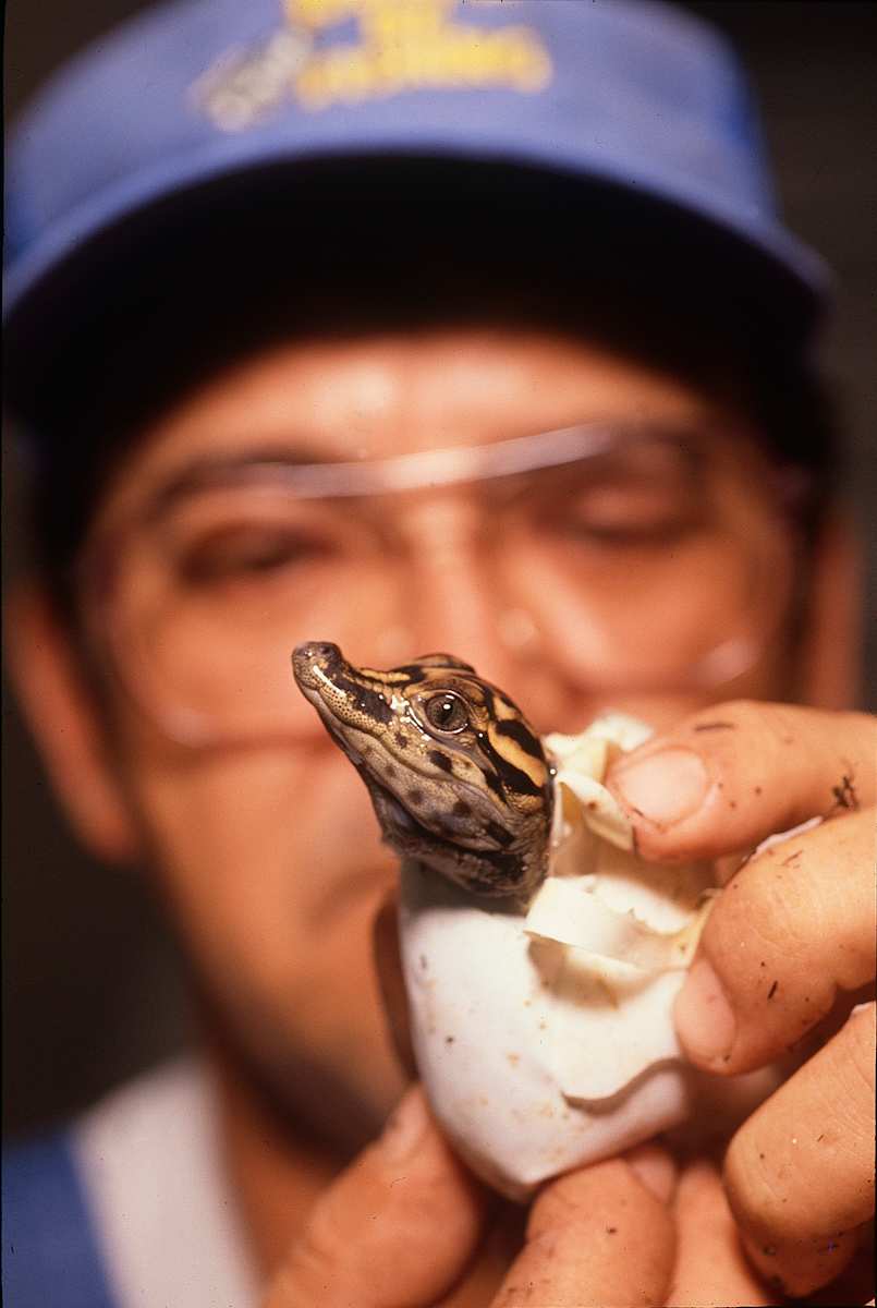 Gator Farmer with Hatchling by Philip Gould, Image 8.