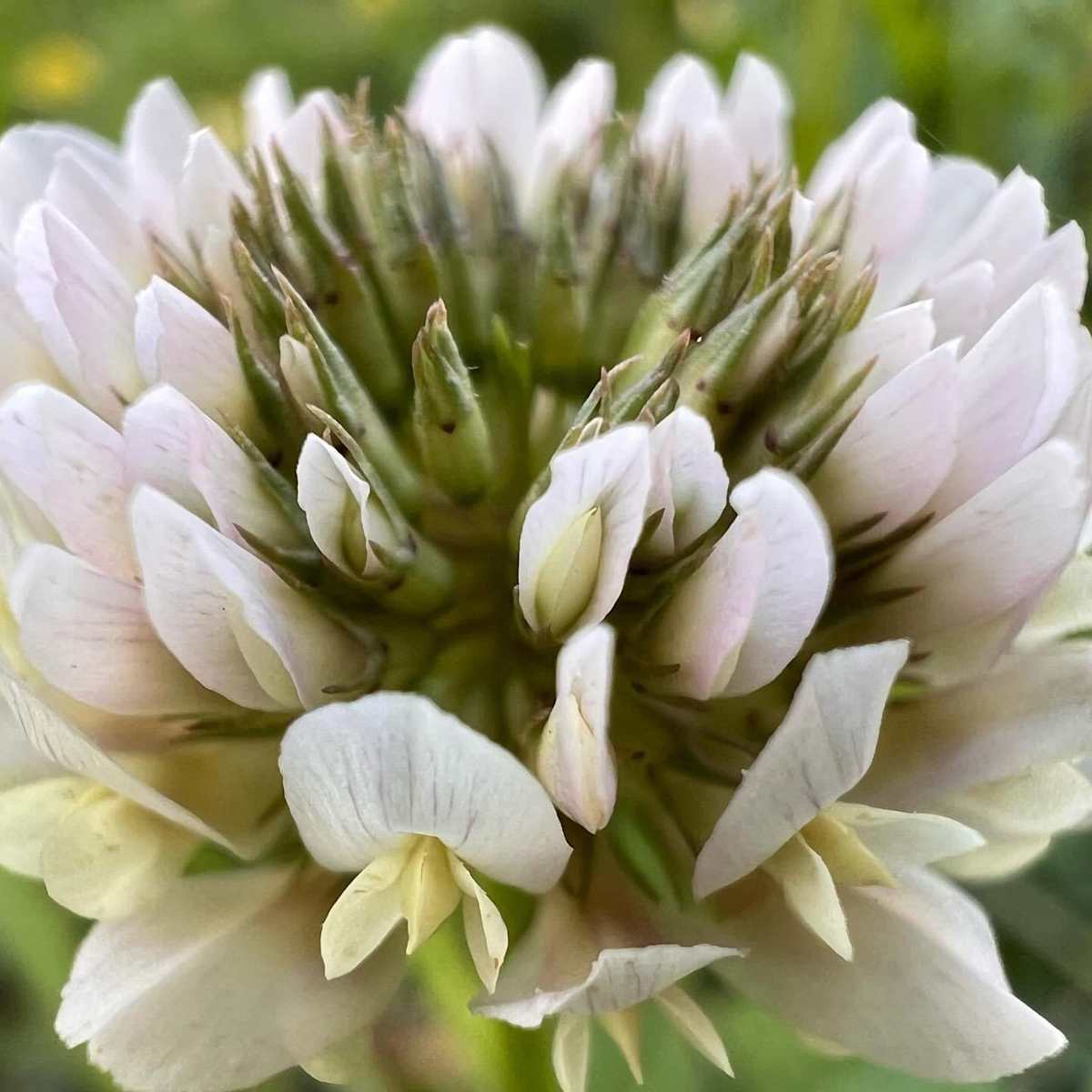 Clover by Sarah Flores 